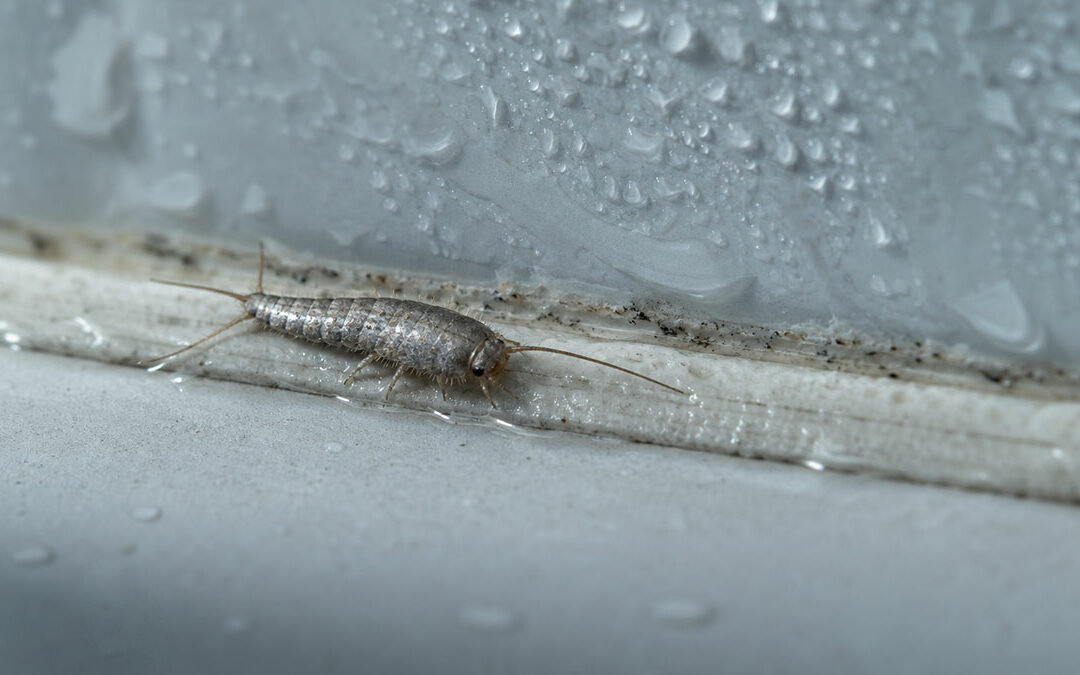Silberfische im Badezimmer: Ursache erkennen