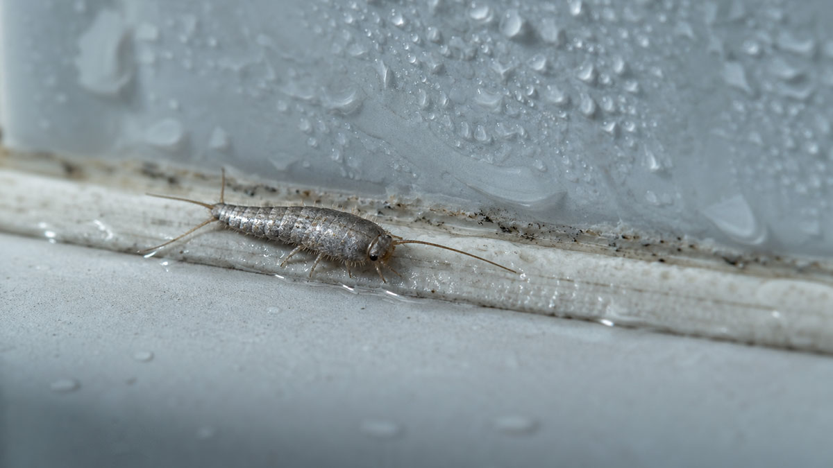 Silberfisch Auf Einer Feuchten Silikonfuge In Einer Duschkabine