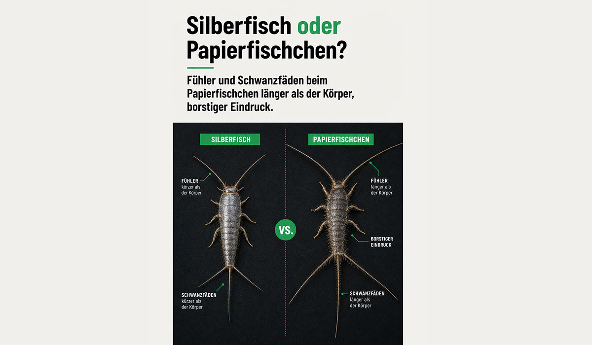 Vergleich Von Silberfisch Und Papierfischchen In Nahaufnahme